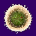 Семинар «Состояние проблемы гепатита, вызываемого вирусом TTV»